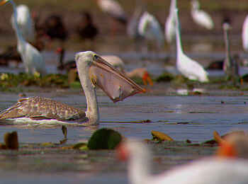 Kubatana Camp: Pelikan auf dem Lake Urema