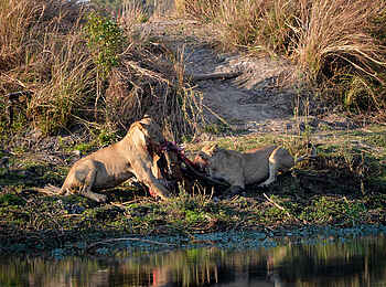 Leopard Lodge: Frische Löwenbeute