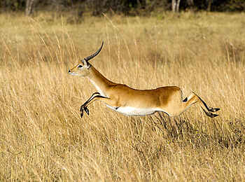 Linyanti Tented Camp: Auf der Flucht