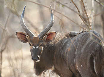 Mkulumadzi Lodge: Männliches Nyala