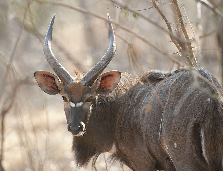 Mkulumadzi Lodge: Männliches Nyala Mkulumadzi Lodge: Männliches Nyala