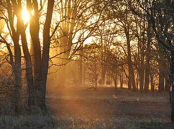 Nanzhila Plains Safari Camp: Antilopen im Gegenlicht Nanzhila Plains Safari Camp: Antilopen im Gegenlicht