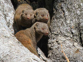 Nehimba Lodge: Zwergmangusten Nehimba Lodge: Zwergmangusten