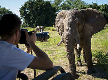 Nyamatusi Mahogany: ganz nah dran