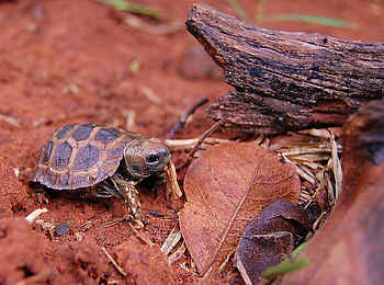 Old Drift Lodge: Eine kleine Schildkröte Old Drift Lodge: Eine kleine Schildkröte
