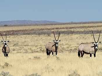 Ongava Lodge: Oryx im Gras Ongava Lodge: Oryx im Gras