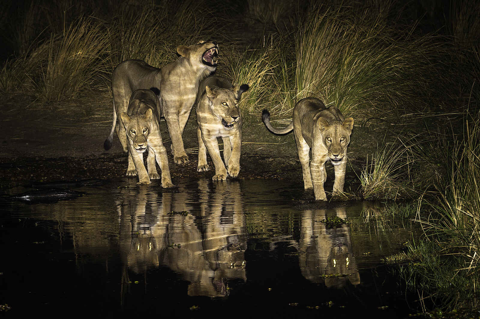 Ruckomechi Camp: Löwenrudel am Fluss Ruckomechi Camp: Löwenrudel am Fluss