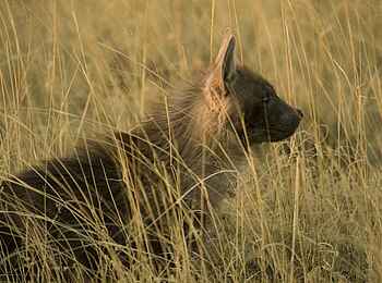 San Camp: Braune Hyäne