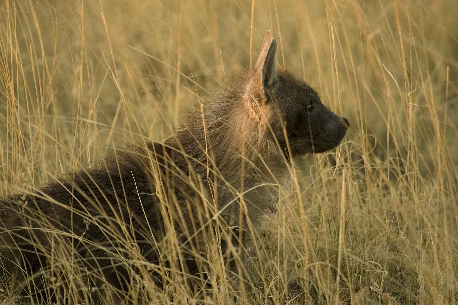 San Camp: Braune Hyäne San Camp: Braune Hyäne