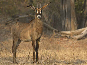 Sanguni Safari Lodge: Eine Pferdeantilope