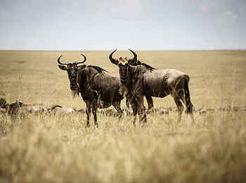 Sayari Camp: Zwei Gnus Sayari Camp: Zwei Gnus
