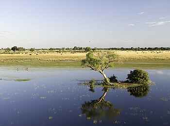 Tubu Tree: Flutebene Tubu Tree: Flutebene