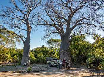 Kuthengo Camp: Baobab-Paar Kuthengo Camp: Baobab-Paar