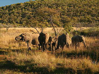 Makweti Safari Lodge: Elefanten in Wagenburgformation