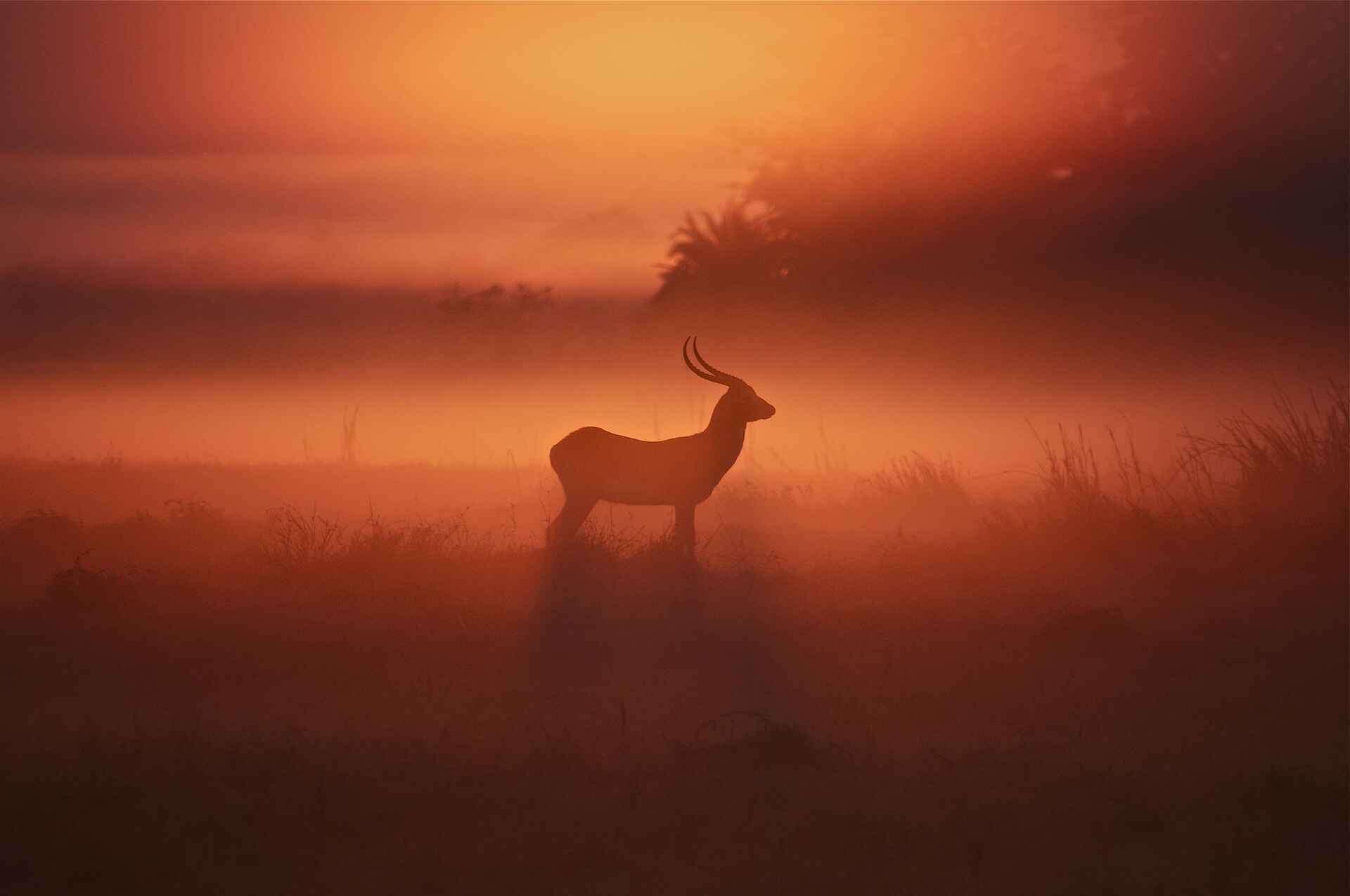 Busanga, Busanga Plains, Bushcamp, J&M Safaris, Jeffrey & McKeith Safaris, Kafue National Park, Ntemwa Busanga Bushcamp, Game Drive, Tier, Letschwe, Nebel, Rote Moorantilope, Sonnenaufgang, Afrikarma, Afrikarma Safaris, Afrikarma Safaris. Wildnis. Hautnah., Afrikarma.de