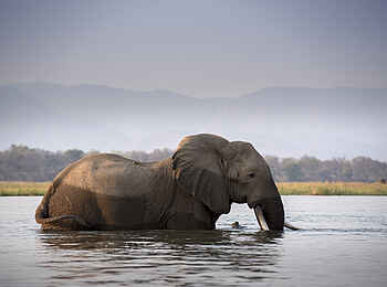 Nyamatusi Camp: Elefant im Wasser Nyamatusi Camp: Elefant im Wasser
