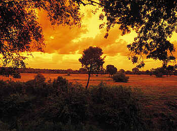 Sabi Sabi Selati Camp: Blick auf die Ebene Sabi Sabi Selati Camp: Blick auf die Ebene
