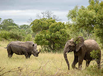 Sabi Sabi Selati Camp: Zwei Dickhäuter Sabi Sabi Selati Camp: Zwei Dickhäuter