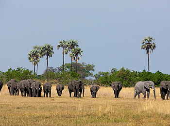 Selinda Camp: Elefanten und Palmen