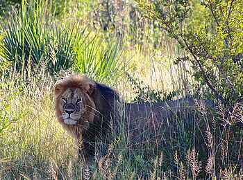 Camelthorn Lodge: Männlicher Löwe Camelthorn Lodge: Männlicher Löwe