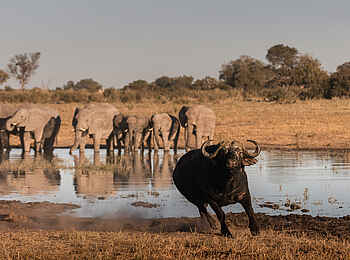 Chitabe Camp: Tiere am Wasserloch