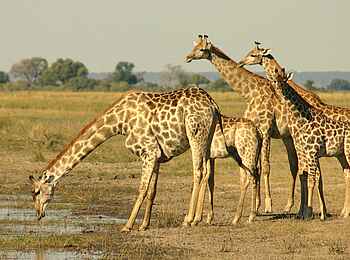 Chobe Elephant Camp: Giraffenfamilie Chobe Elephant Camp: Giraffenfamilie