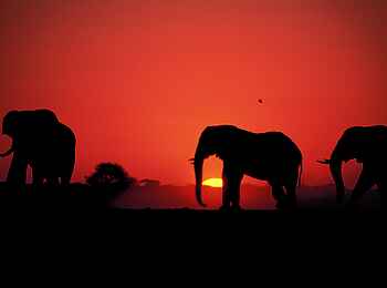 Chobe Elephant Camp: Im Reich der Elefanten Chobe Elephant Camp: Im Reich der Elefanten