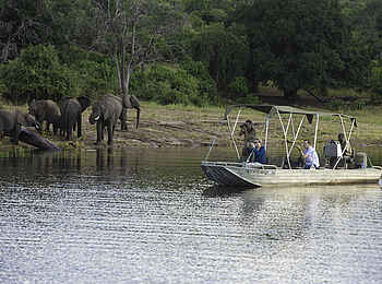 Chobe Marina Lodge: Elefanten am Chobe