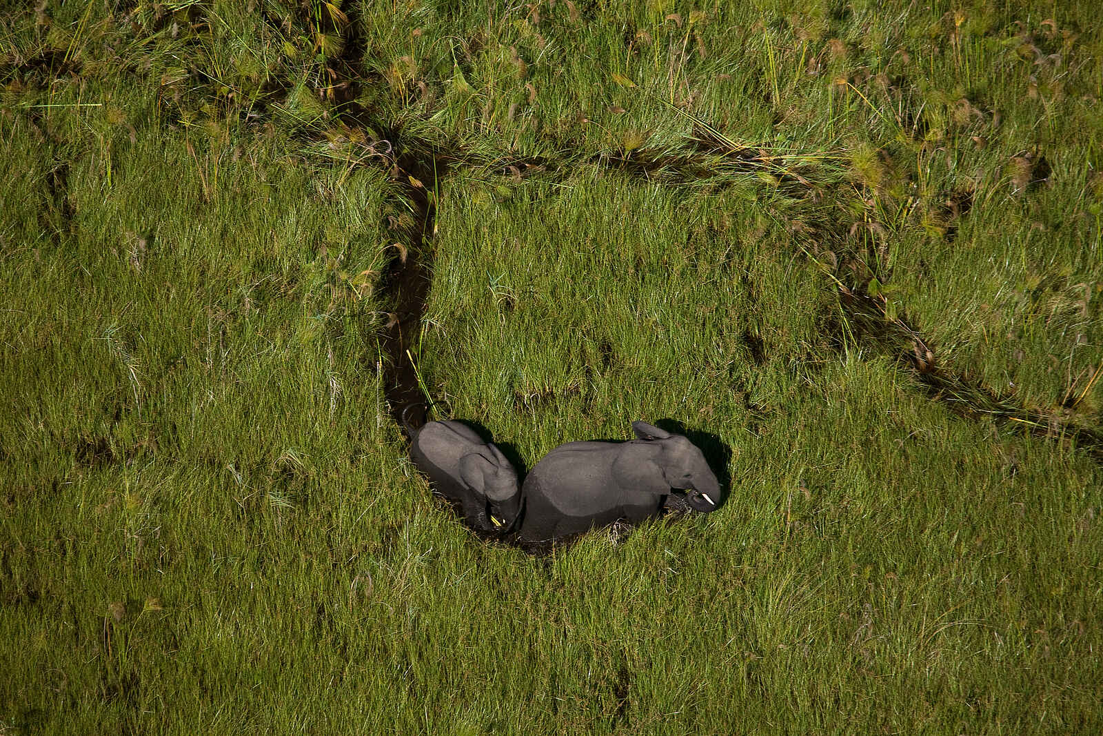 Duba Plains Camp: Elefanten im Papyrussumpf Duba Plains Camp: Elefanten im Papyrussumpf