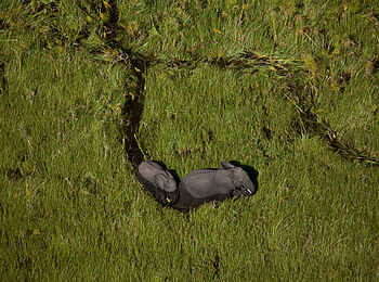 Duba Plains Camp: Elefanten im Papyrussumpf