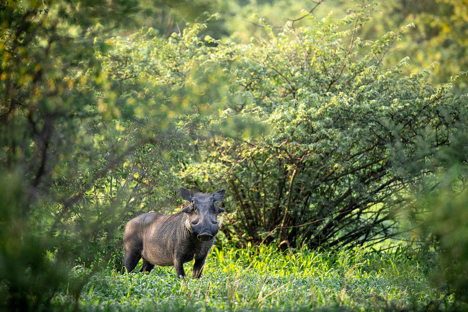 Evolve Back Gham Dhao Lodge: Warzenschwein Evolve Back Gham Dhao Lodge: Warzenschwein