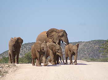 Fort Sesfontein: Elefanteneltern mit drei Jungtieren