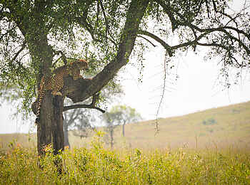 Kidepo National Park: Kletternder Gepard