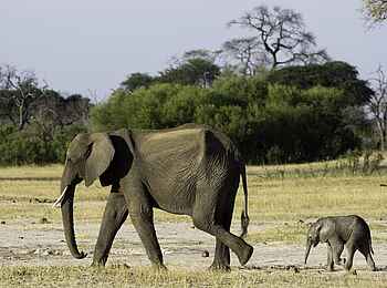 Little Makalolo Camp: Elefantenkuh mit Kalb Little Makalolo Camp: Elefantenkuh mit Kalb