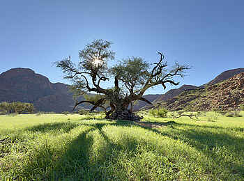 Luna Namib Collection: Baum in der Sonne