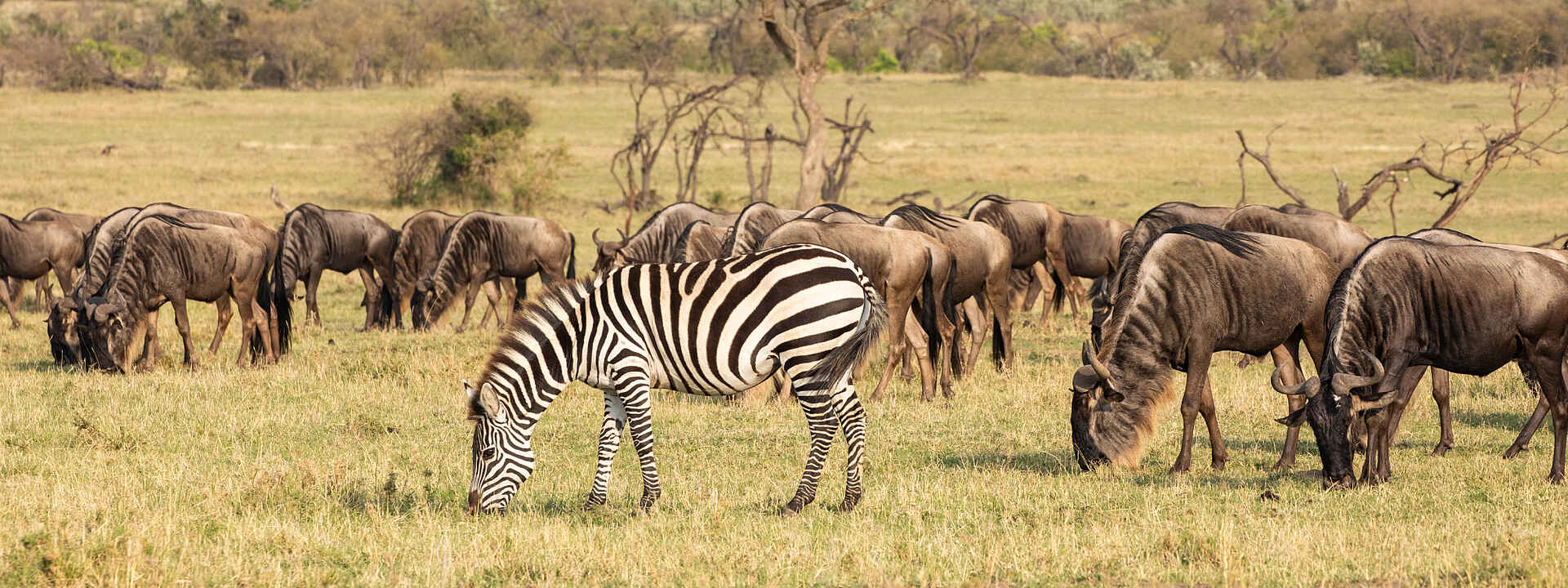 Mara Nyika Camp: Zebra und Gnus