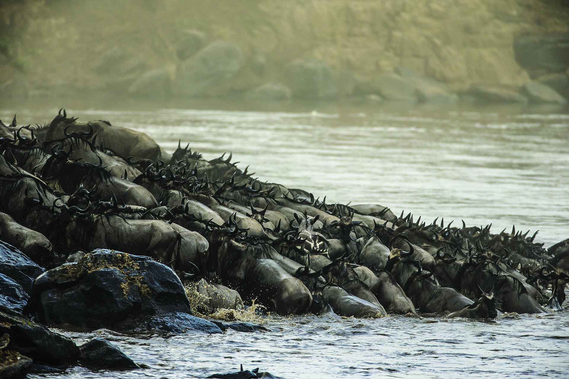 Mara Toto Tree Camp: Gnus überqueren einen Fluss