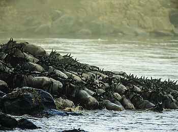 Mara Toto Tree Camp: Gnus überqueren einen Fluss