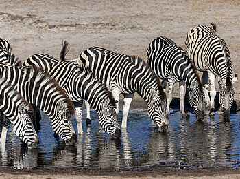 Meno a Kwena Camp: Streifen Meno a Kwena Camp: Streifen