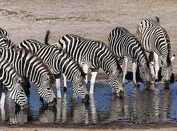 Meno a Kwena Camp: Streifen