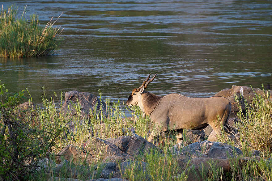 Mkulumadzi Lodge: Elenantilope Mkulumadzi Lodge: Elenantilope
