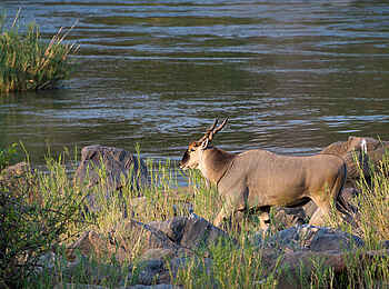Mkulumadzi Lodge: Elenantilope
