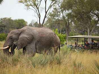 Nxabega Under Canvas Camp: Elefant