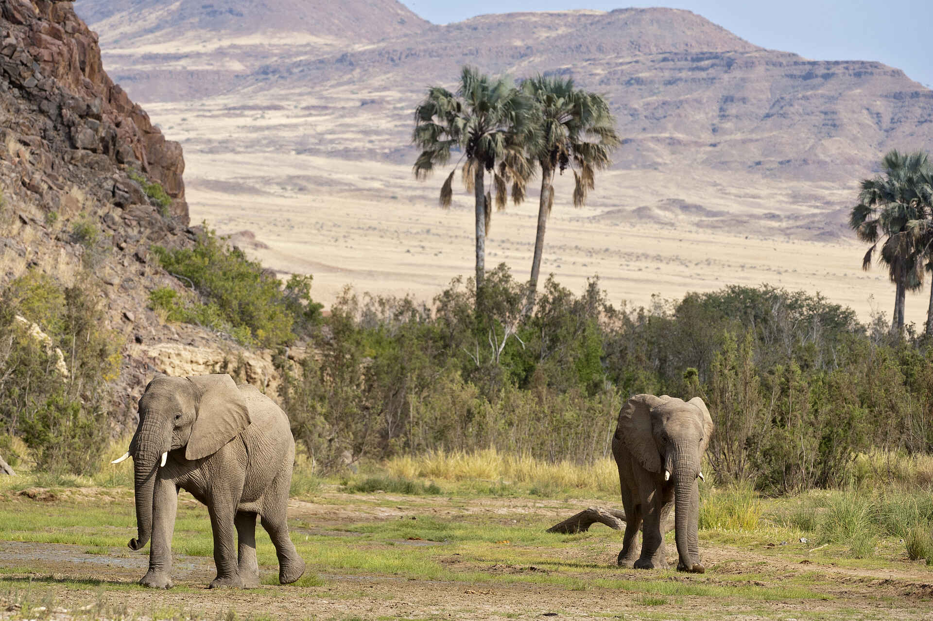 Okahirongo Elephant Lodge: Wüstenelefanten