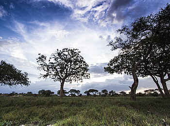 Oliver's Camp: Landschaft Oliver's Camp: Landschaft