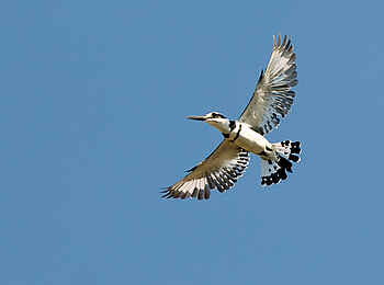 Pumulani Lodge: Graufischer