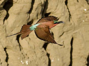 Ruckomechi Camp: Bienenfresser im Flug Ruckomechi Camp: Bienenfresser im Flug