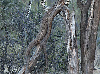 Saruni Samburu: Leopard posiert