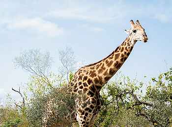 Saseka Tented Camp: Eine Giraffe Saseka Tented Camp: Eine Giraffe