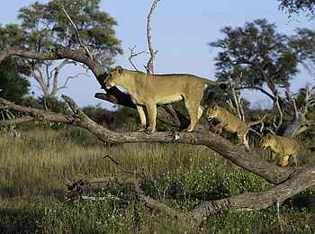 Savuti Camp: Löwin mit Babies